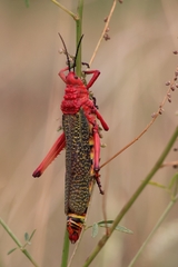 Phymateus morbillosus
