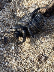 Brachycerus repertus