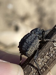 Brachycerus repertus