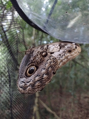 Caligo martia