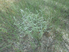 Artemisia santonicum