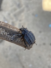 Brachycerus repertus