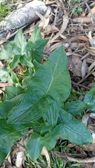 Arum italicum