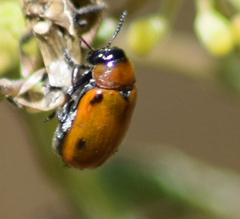 Tituboea sexmaculata