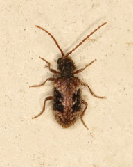 Gynopterus