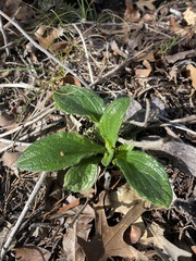 Lithospermum helleri