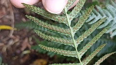 Blechnum parrisiae