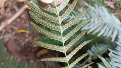 Blechnum parrisiae