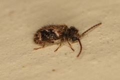 Gynopterus