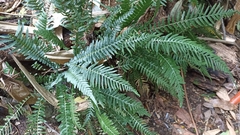 Blechnum parrisiae