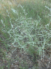 Artemisia santonicum