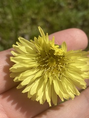 Pyrrhopappus carolinianus