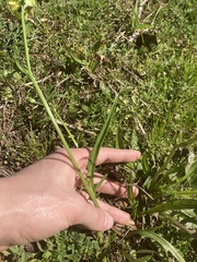 Pyrrhopappus carolinianus