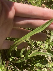 Pyrrhopappus carolinianus