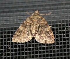 Polyclysta hypogrammata