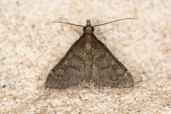 Steniodes declivalis