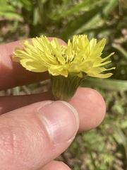 Pyrrhopappus carolinianus