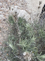 Atriplex canescens