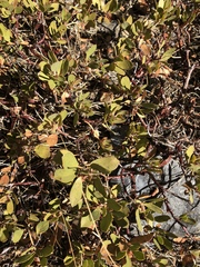 Arctostaphylos nevadensis