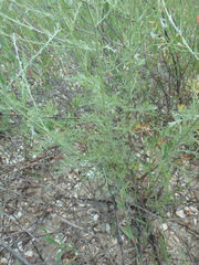 Artemisia santonicum