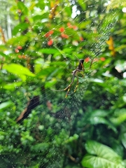 Trichonephila clavipes