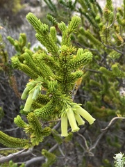 Erica brachialis