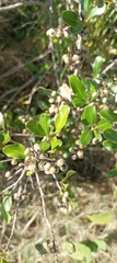 Lithraea brasiliensis