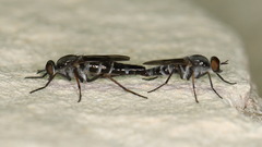 Therevinae