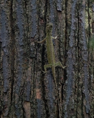 Draco