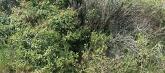Lithraea brasiliensis