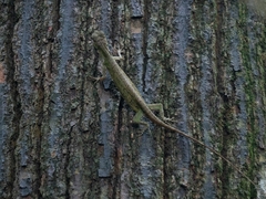 Draco
