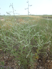 Artemisia santonicum