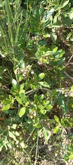 Lithraea brasiliensis