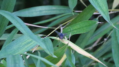 Calliphora vicina