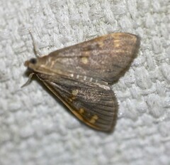 Rehimena leptophaes
