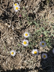 Aphanostephus ramosissimus