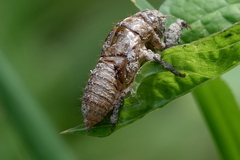 Amphipsalta