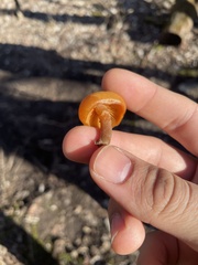 Galerina marginata