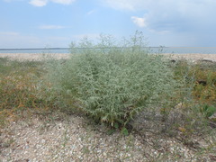 Artemisia santonicum