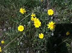 Thelesperma simplicifolium