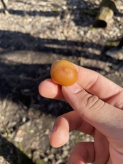 Galerina marginata