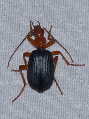 Brachinus