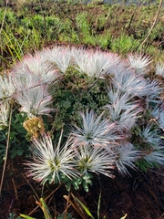 Calliandra brevicaulis