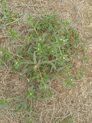 Buglossoides arvensis