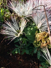 Calliandra brevicaulis