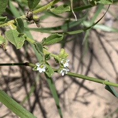 Gisekia pharnaceoides