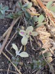 Carlowrightia arizonica