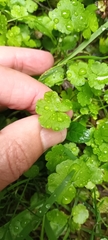 Hydrocotyle heteromeria