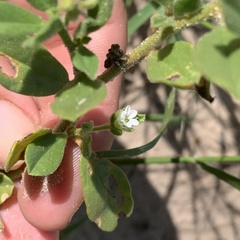 Gisekia pharnaceoides