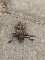 Steirastoma histrionicum